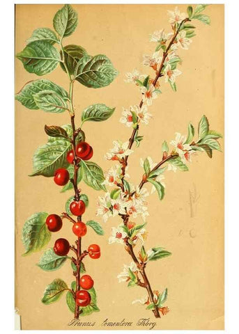 Reproducción/Reproduction 49705586971: Gartenflora.. Erlangen :F. Enke,1852-1940.. 