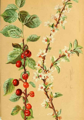 Reproducción/Reproduction 49705586971: Gartenflora.. Erlangen :F. Enke,1852-1940.. 