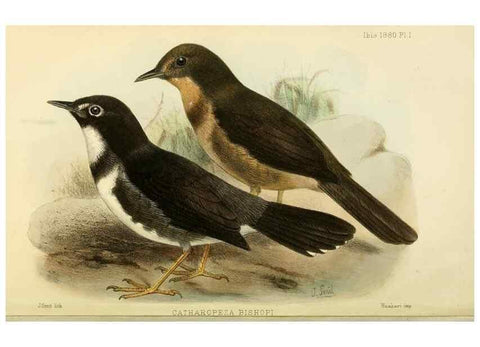Reproducción/Reproduction 49705042178: Ibis.. [London]Published for the British Ornithologists' Union by Academic Press.. 
