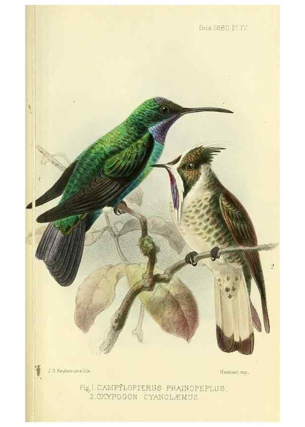 Reproducción/Reproduction 49705042783: Ibis.. [London]Published for the British Ornithologists' Union by Academic Press.. 