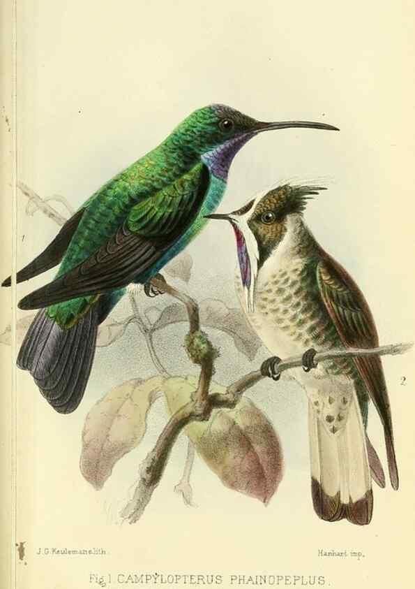 Reproducción/Reproduction 49705042783: Ibis.. [London]Published for the British Ornithologists' Union by Academic Press.. 