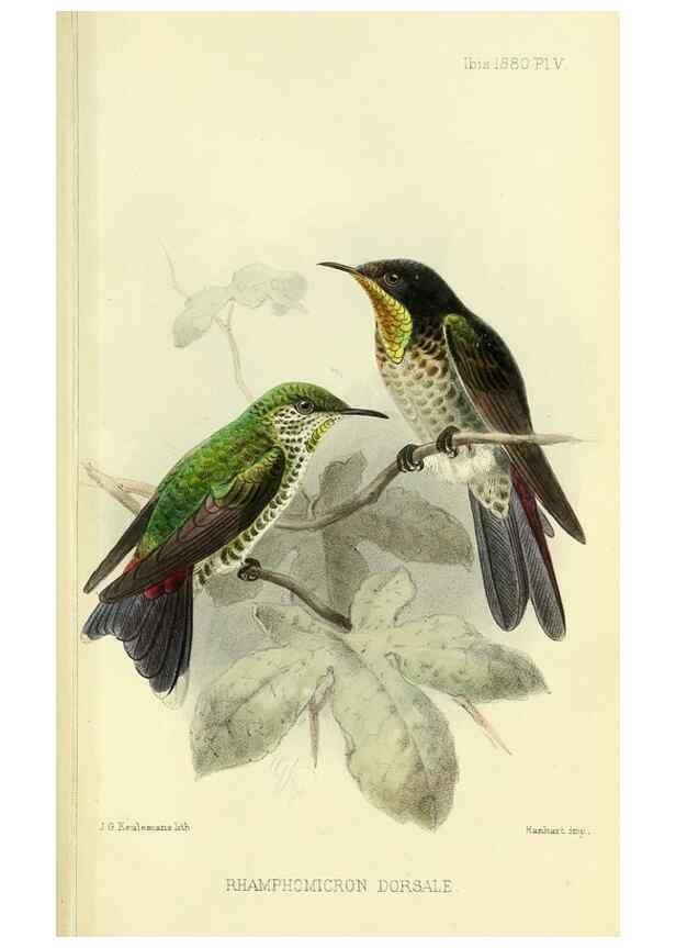 Reproducción/Reproduction 49705042963: Ibis.. [London]Published for the British Ornithologists' Union by Academic Press.. 