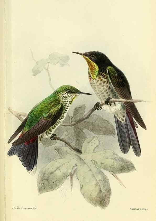 Reproducción/Reproduction 49705042963: Ibis.. [London]Published for the British Ornithologists' Union by Academic Press.. 