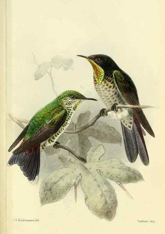 Reproducción/Reproduction 49705042963: Ibis.. [London]Published for the British Ornithologists' Union by Academic Press.. 