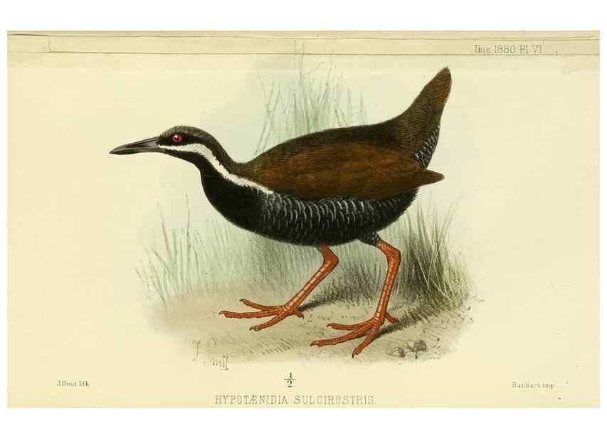 Reproducción/Reproduction 49705895222: Ibis.. [London]Published for the British Ornithologists' Union by Academic Press.. 