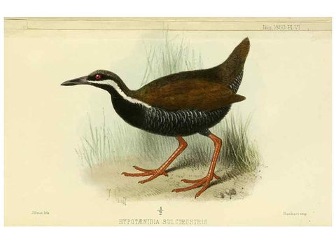 Reproducción/Reproduction 49705895222: Ibis.. [London]Published for the British Ornithologists' Union by Academic Press.. 