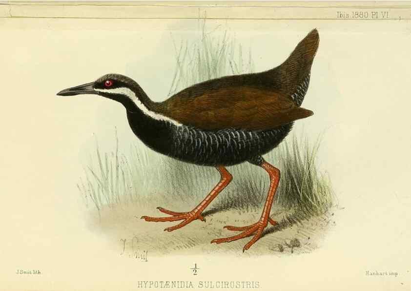 Reproducción/Reproduction 49705895222: Ibis.. [London]Published for the British Ornithologists' Union by Academic Press.. 