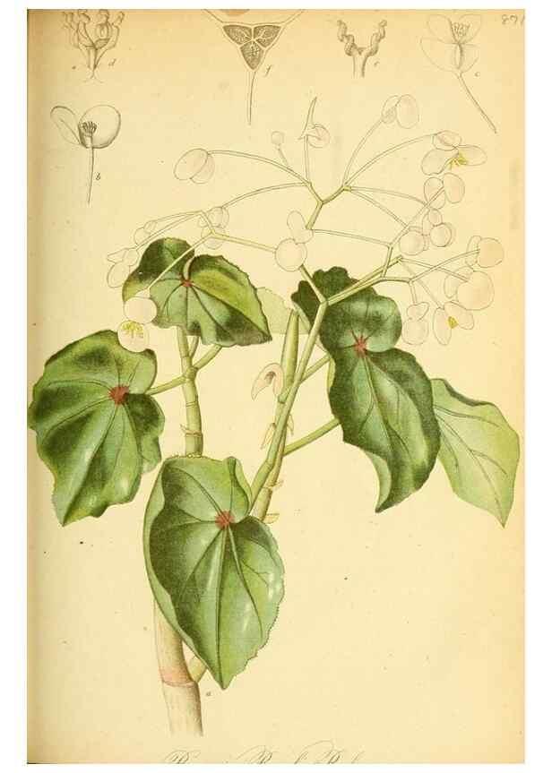 Reproducción/Reproduction 49705592186: Gartenflora.. Erlangen :F. Enke,1852-1940.. 