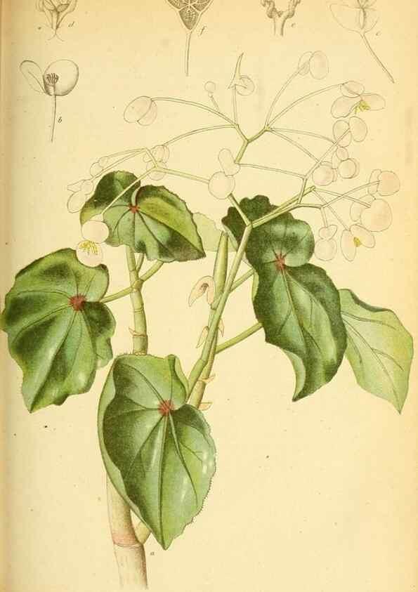 Reproducción/Reproduction 49705592186: Gartenflora.. Erlangen :F. Enke,1852-1940.. 