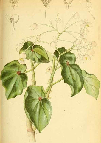Reproducción/Reproduction 49705592186: Gartenflora.. Erlangen :F. Enke,1852-1940.. 