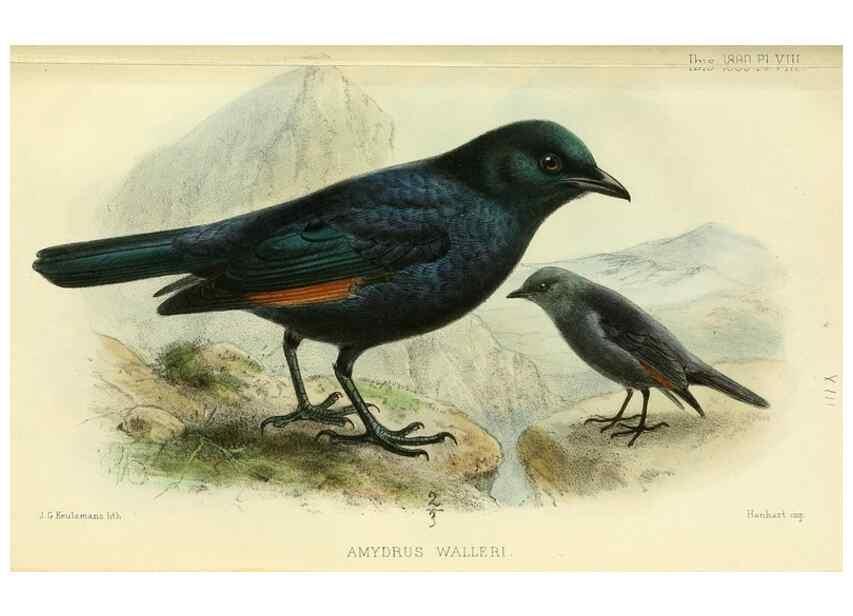 Reproducción/Reproduction 49705043643: Ibis.. [London]Published for the British Ornithologists' Union by Academic Press.. 