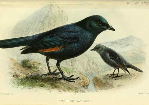 Reproducción/Reproduction 49705043643: Ibis.. [London]Published for the British Ornithologists' Union by Academic Press.. 