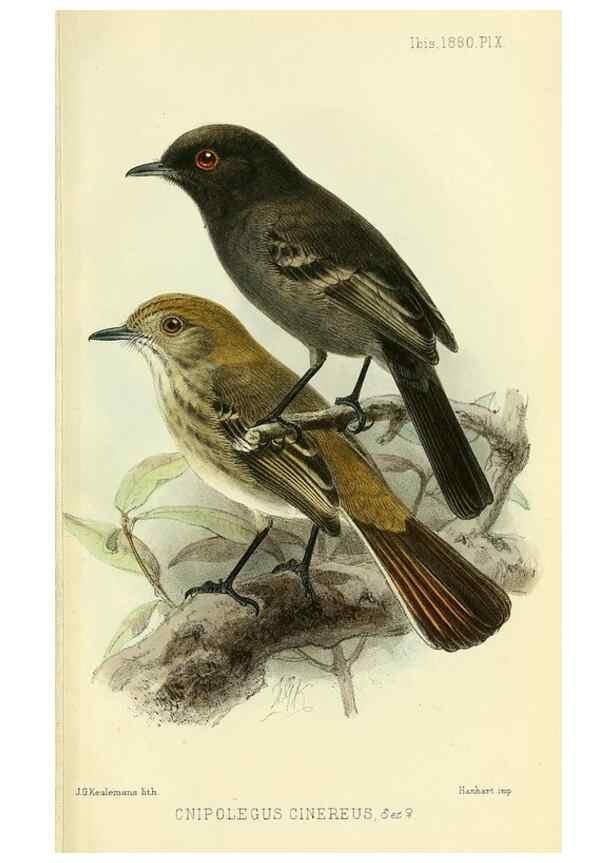Reproducción/Reproduction 49705896277: Ibis.. [London]Published for the British Ornithologists' Union by Academic Press.. 