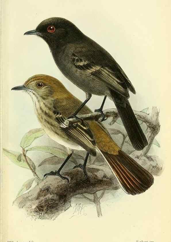 Reproducción/Reproduction 49705896277: Ibis.. [London]Published for the British Ornithologists' Union by Academic Press.. 
