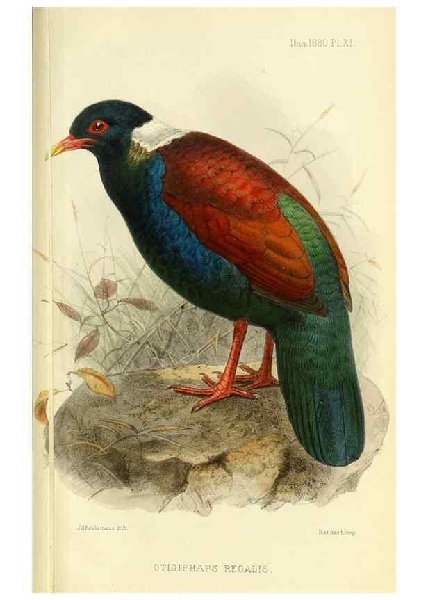 Reproducción/Reproduction 49705044423: Ibis.. [London]Published for the British Ornithologists' Union by Academic Press.. 