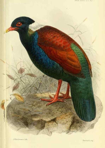 Reproducción/Reproduction 49705044423: Ibis.. [London]Published for the British Ornithologists' Union by Academic Press.. 