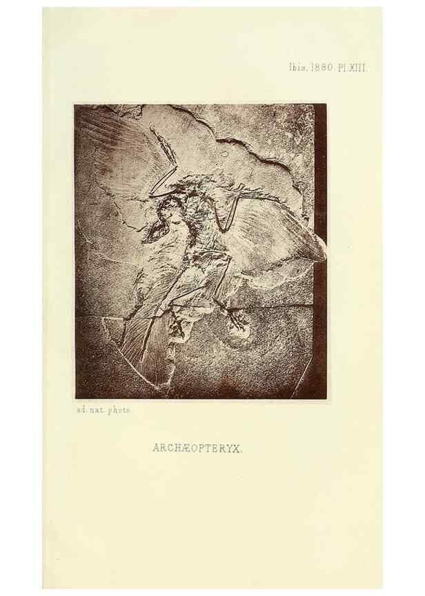 Reproducción/Reproduction 49705044843: Ibis.. [London]Published for the British Ornithologists' Union by Academic Press.. 