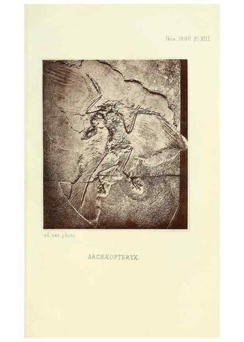 Reproducción/Reproduction 49705044843: Ibis.. [London]Published for the British Ornithologists' Union by Academic Press.. 