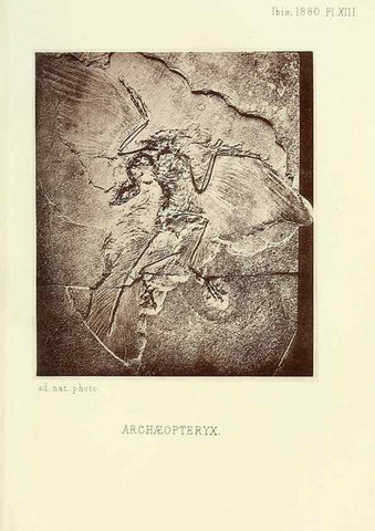 Reproducción/Reproduction 49705044843: Ibis.. [London]Published for the British Ornithologists' Union by Academic Press.. 