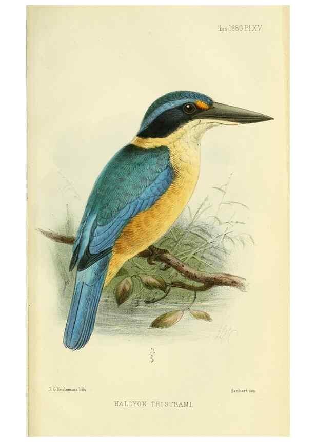 Reproducción/Reproduction 49705045228: Ibis.. [London]Published for the British Ornithologists' Union by Academic Press.. 