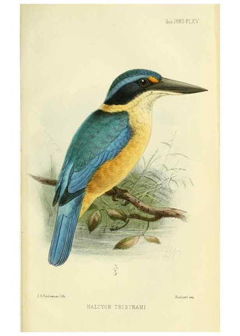 Reproducción/Reproduction 49705045228: Ibis.. [London]Published for the British Ornithologists' Union by Academic Press.. 