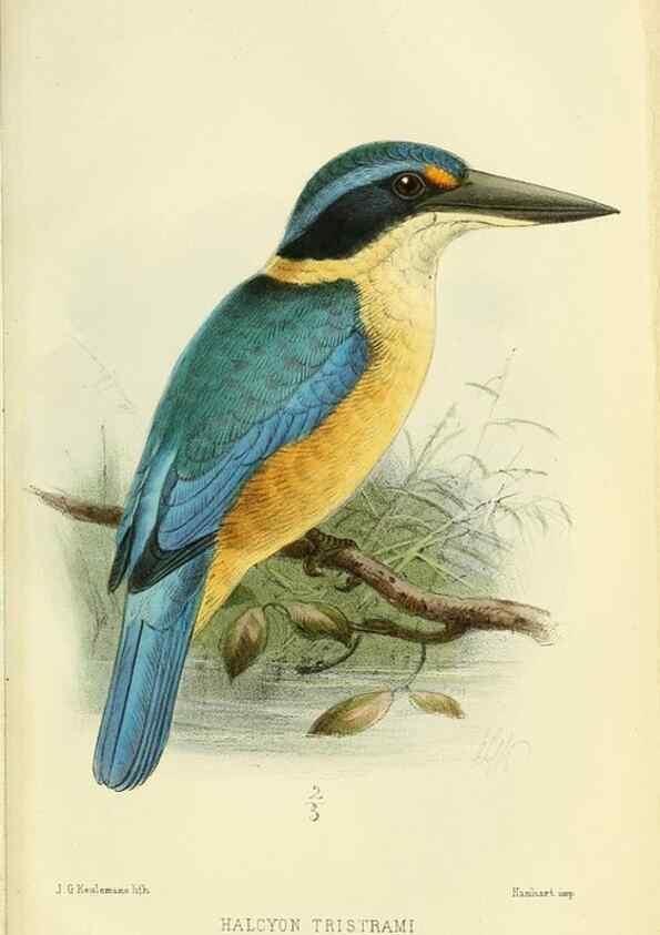 Reproducción/Reproduction 49705045228: Ibis.. [London]Published for the British Ornithologists' Union by Academic Press.. 