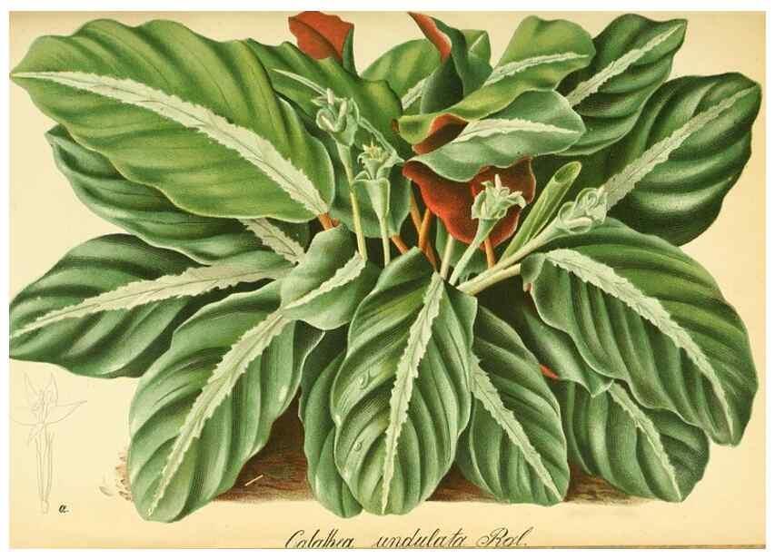 Reproducción/Reproduction 49705052583: Gartenflora.. Erlangen :F. Enke,1852-1940.. 