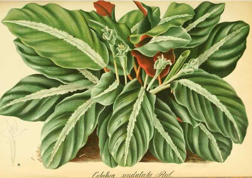 Reproducción/Reproduction 49705052583: Gartenflora.. Erlangen :F. Enke,1852-1940.. 