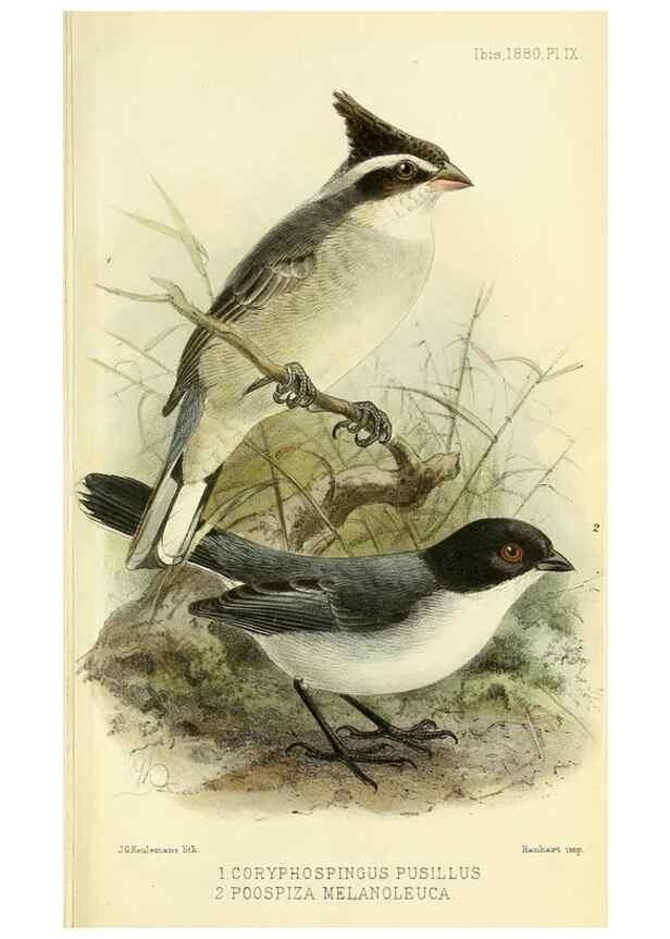 Reproducción/Reproduction 49705895987: Ibis.. [London]Published for the British Ornithologists' Union by Academic Press.. 