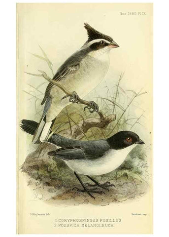 Reproducción/Reproduction 49705895987: Ibis.. [London]Published for the British Ornithologists' Union by Academic Press.. 