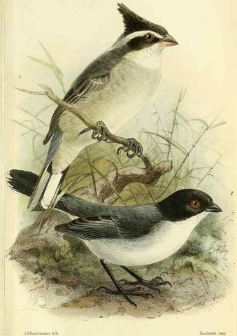 Reproducción/Reproduction 49705895987: Ibis.. [London]Published for the British Ornithologists' Union by Academic Press.. 