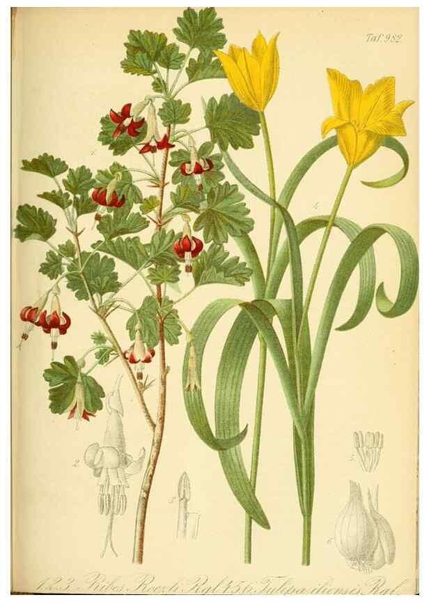 Reproducción/Reproduction 49716612716: Gartenflora.. Erlangen :F. Enke,1852-1940.. 