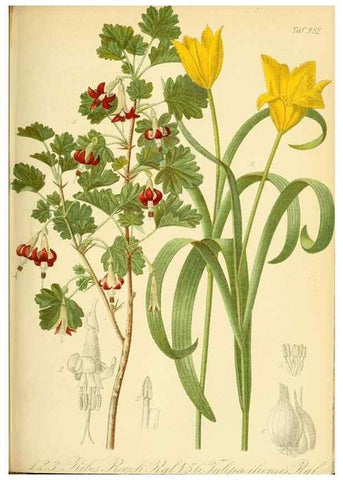 Reproducción/Reproduction 49716612716: Gartenflora.. Erlangen :F. Enke,1852-1940.. 