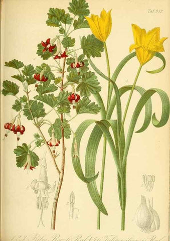 Reproducción/Reproduction 49716612716: Gartenflora.. Erlangen :F. Enke,1852-1940.. 