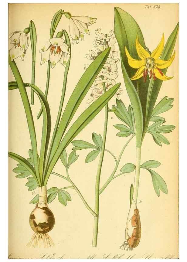 Reproducción/Reproduction 49705911082: Gartenflora.. Erlangen :F. Enke,1852-1940.. 