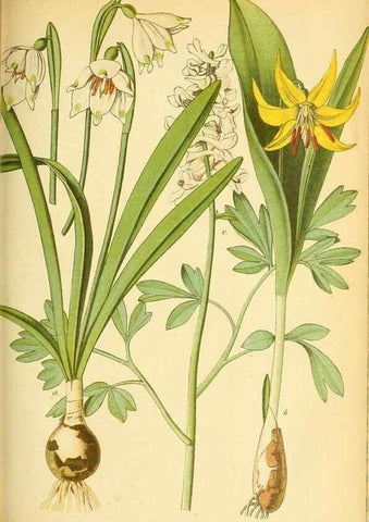 Reproducción/Reproduction 49705911082: Gartenflora.. Erlangen :F. Enke,1852-1940.. 