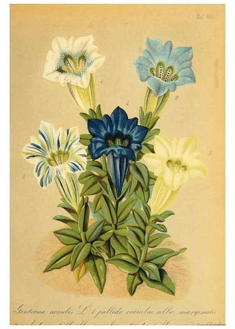 Reproducción/Reproduction 49716067673: Gartenflora.. Erlangen :F. Enke,1852-1940.. 