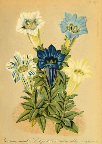 Reproducción/Reproduction 49716067673: Gartenflora.. Erlangen :F. Enke,1852-1940.. 