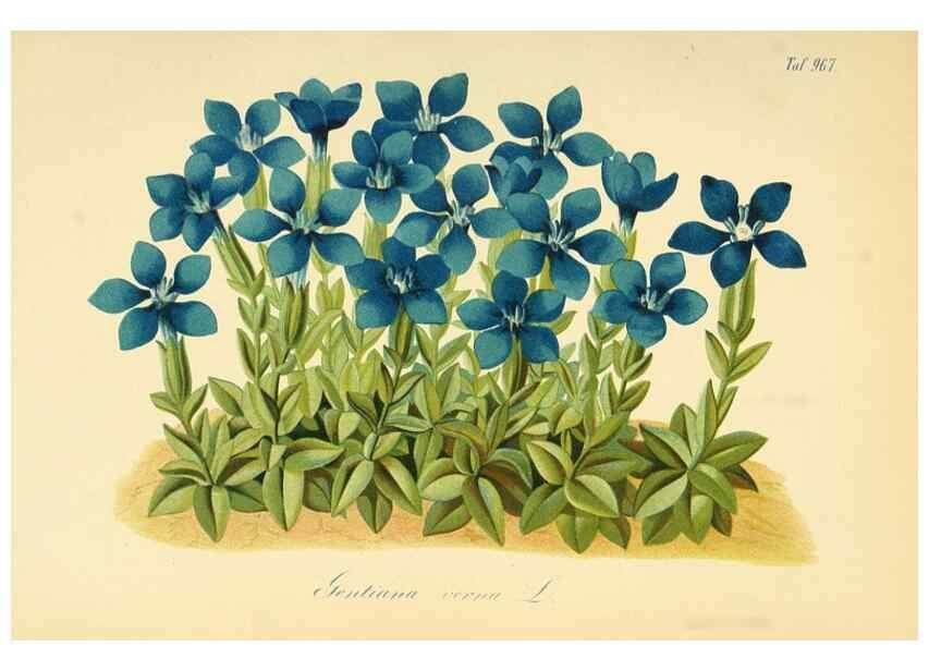 Reproducción/Reproduction 49716922607: Gartenflora.. Erlangen :F. Enke,1852-1940.. 
