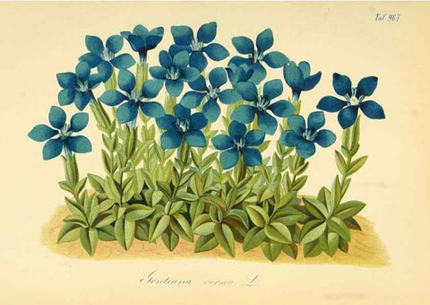 Reproducción/Reproduction 49716922607: Gartenflora.. Erlangen :F. Enke,1852-1940.. 