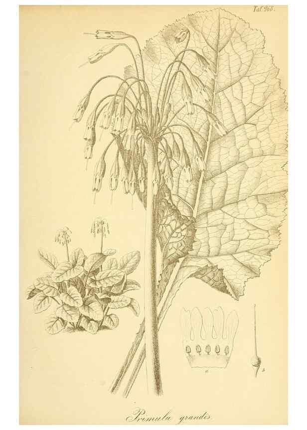 Reproducción/Reproduction 49716923047: Gartenflora.. Erlangen :F. Enke,1852-1940.. 