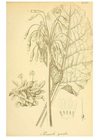 Reproducción/Reproduction 49716923047: Gartenflora.. Erlangen :F. Enke,1852-1940.. 