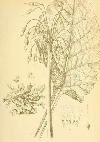 Reproducción/Reproduction 49716923047: Gartenflora.. Erlangen :F. Enke,1852-1940.. 
