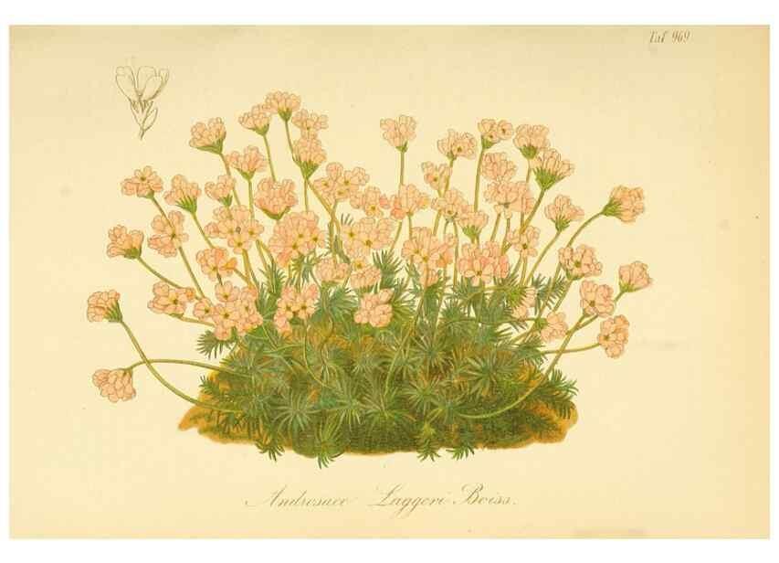 Reproducción/Reproduction 49716068973: Gartenflora.. Erlangen :F. Enke,1852-1940.. 