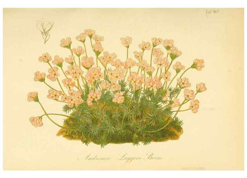 Reproducción/Reproduction 49716068973: Gartenflora.. Erlangen :F. Enke,1852-1940.. 