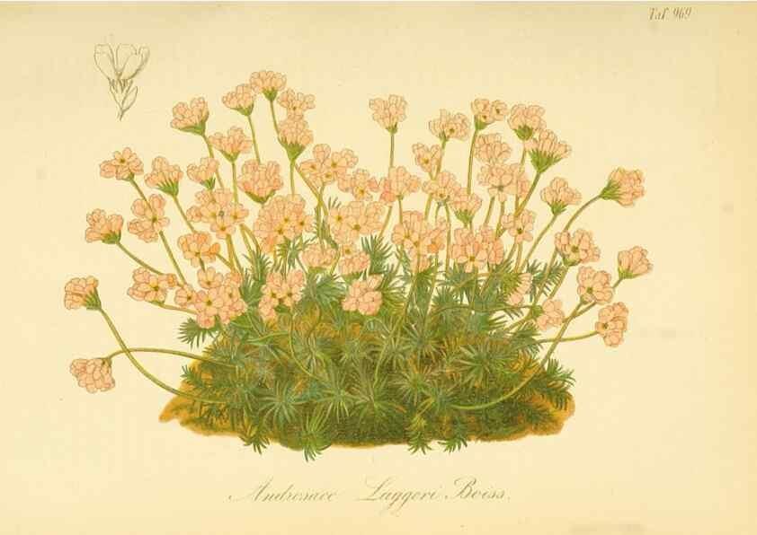 Reproducción/Reproduction 49716068973: Gartenflora.. Erlangen :F. Enke,1852-1940.. 