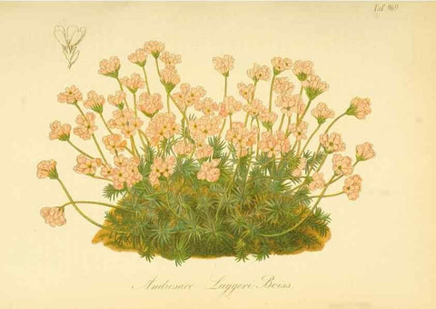 Reproducción/Reproduction 49716068973: Gartenflora.. Erlangen :F. Enke,1852-1940.. 
