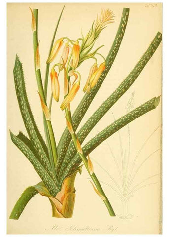 Reproducción/Reproduction 49716069198: Gartenflora.. Erlangen :F. Enke,1852-1940.. 