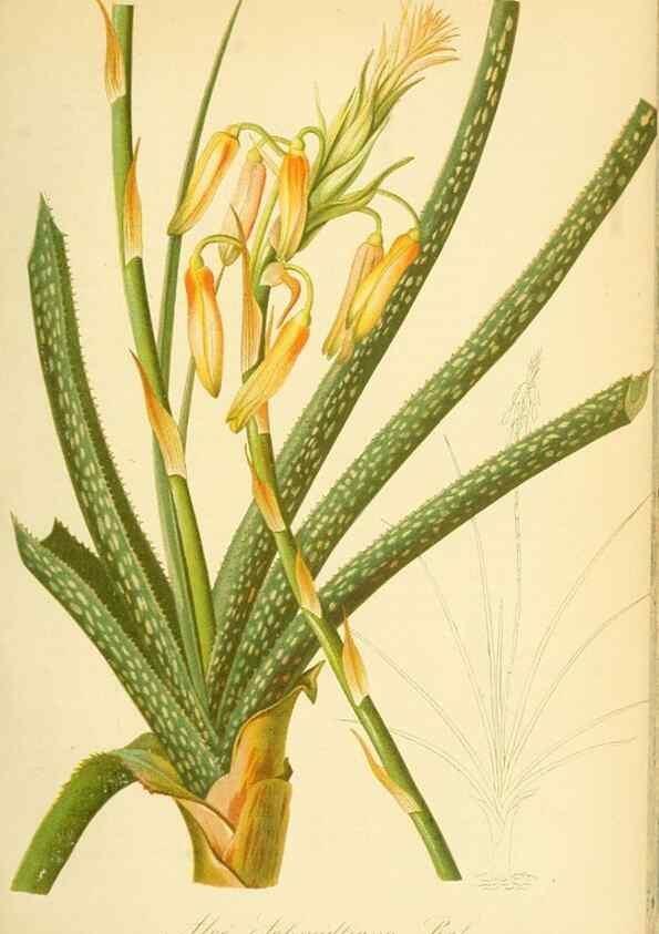 Reproducción/Reproduction 49716069198: Gartenflora.. Erlangen :F. Enke,1852-1940.. 