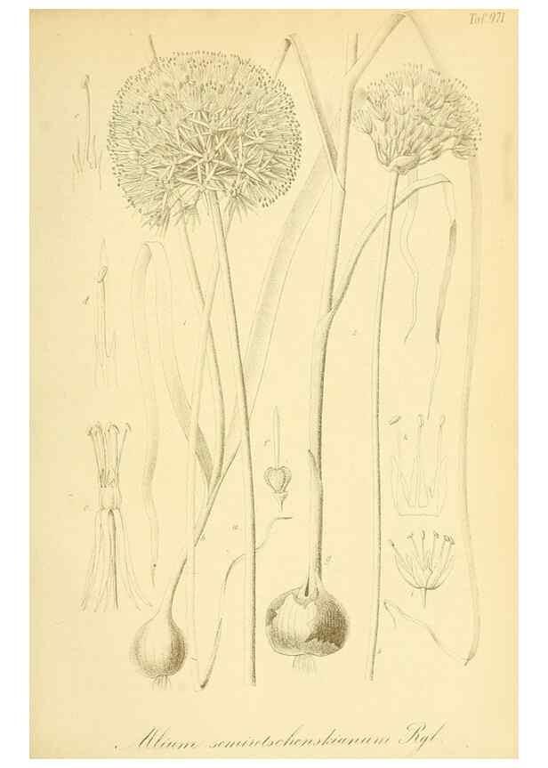 Reproducción/Reproduction 49716609711: Gartenflora.. Erlangen :F. Enke,1852-1940.. 